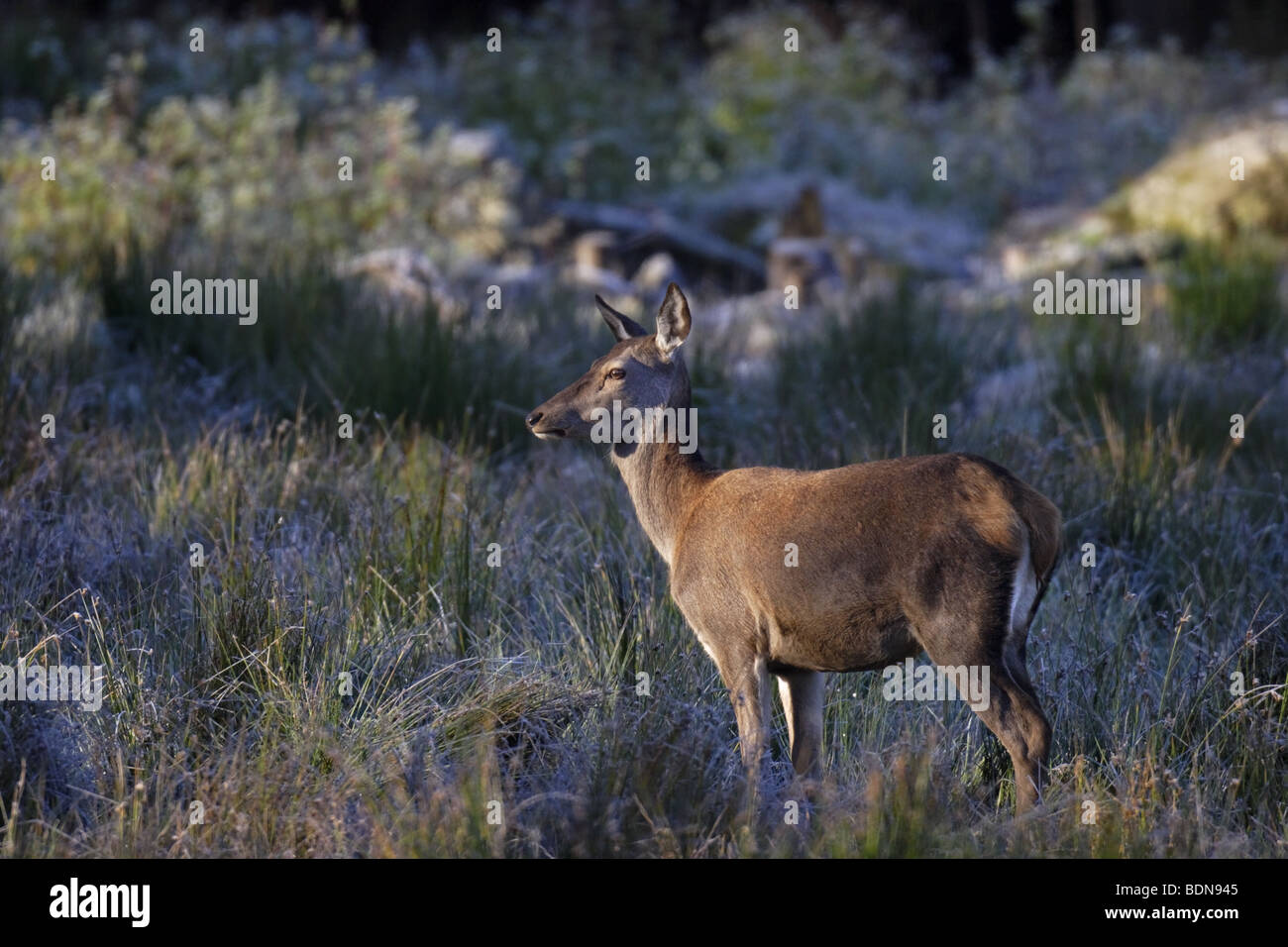 Rothirsch (Cervus elaphus) Red Deer - female Stock Photo