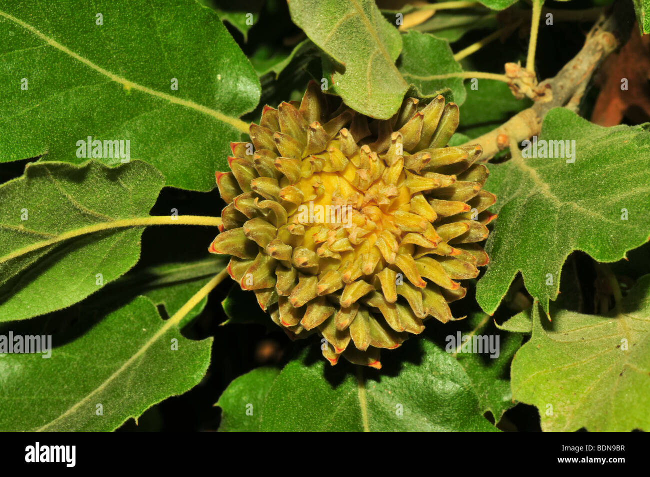 image of oak leaves and acorn (Quercus macrolepis) Stock Photo