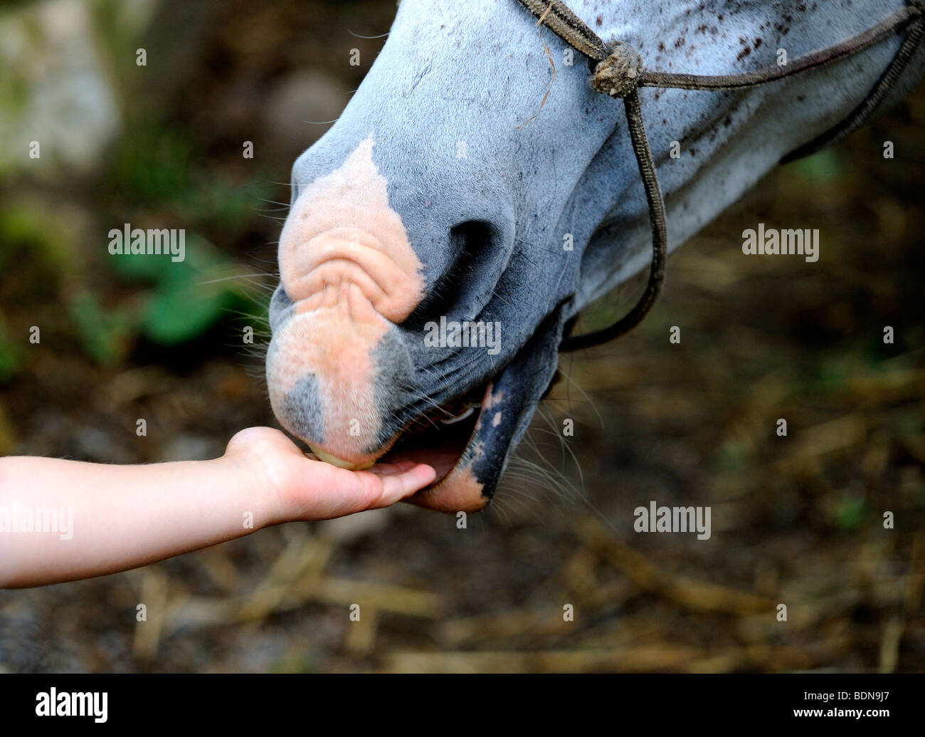 Child hand feeding a horse with apple Stock Photo Alamy