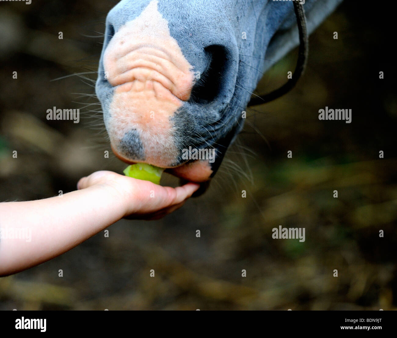 Child hand feeding a horse with apple Stock Photo Alamy
