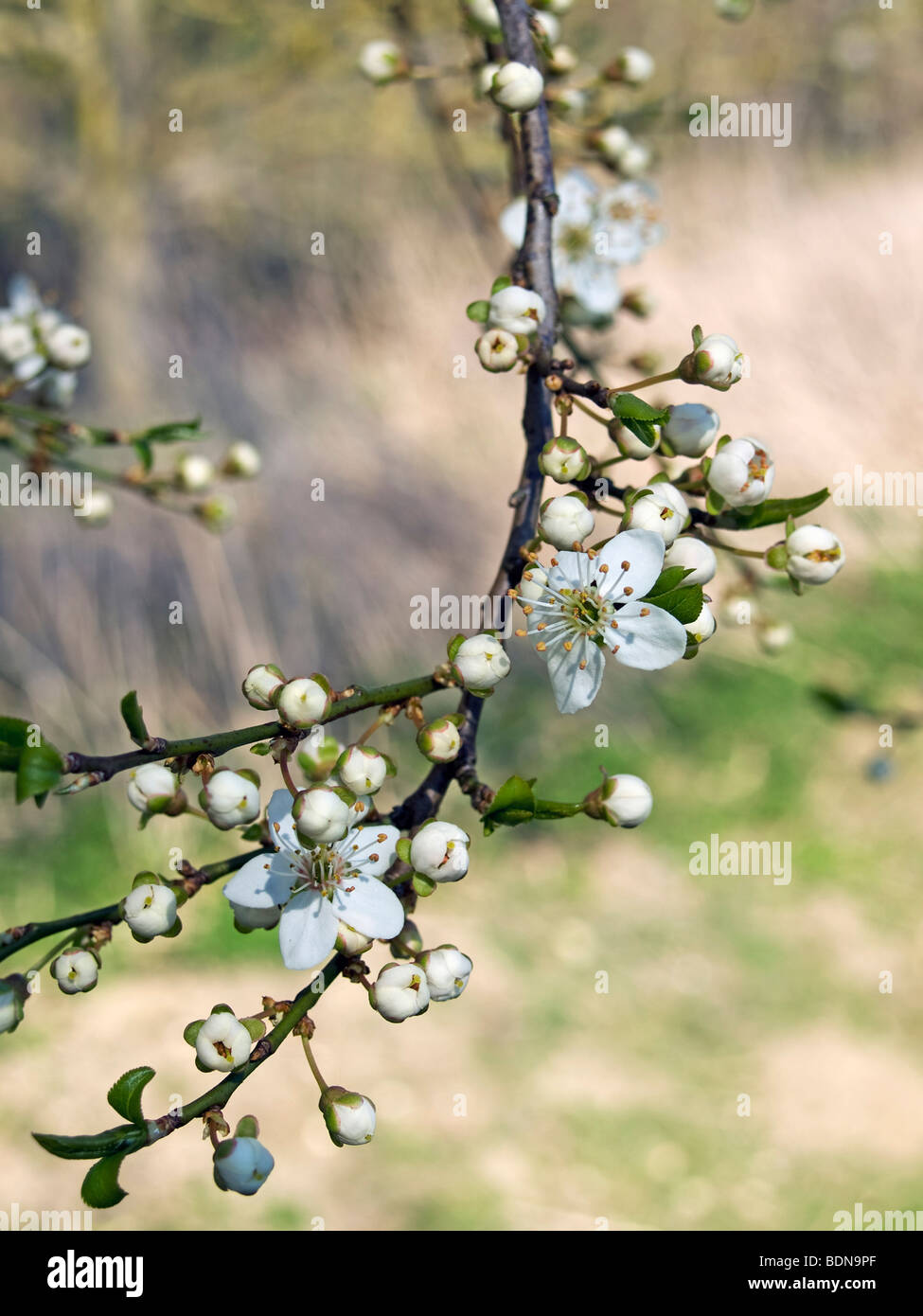 Branch of a plum tree (Prunus domestica) in bloom Stock Photo
