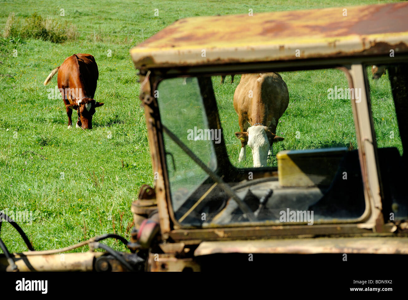 Old tractor and cows on pasture Stock Photo Alamy