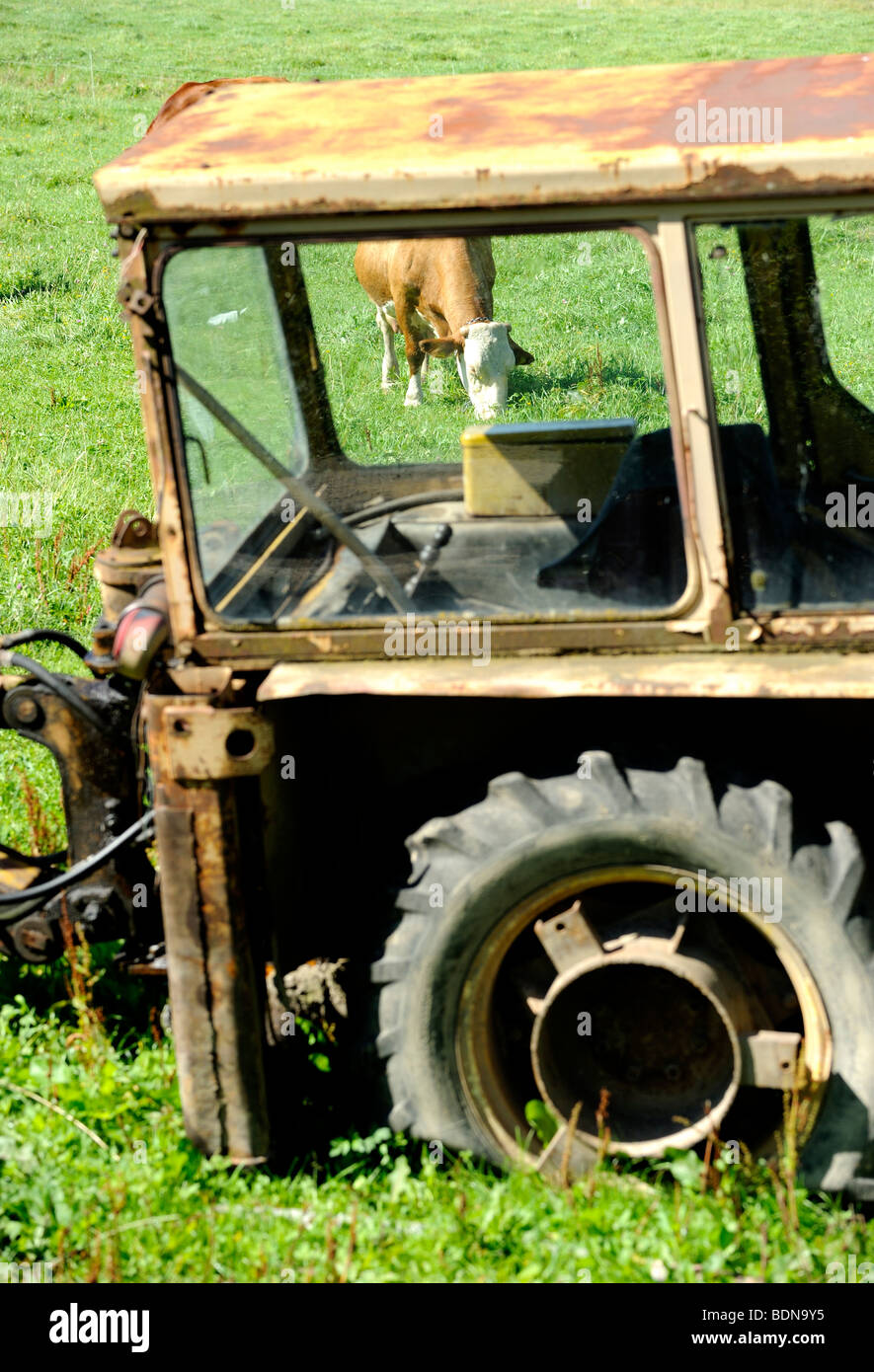 Old tractor and cows on pasture Stock Photo Alamy