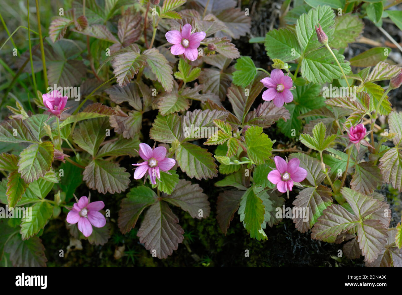 Arctic Raspberry (Rubus arcticus), flowering plants. Stock Photo