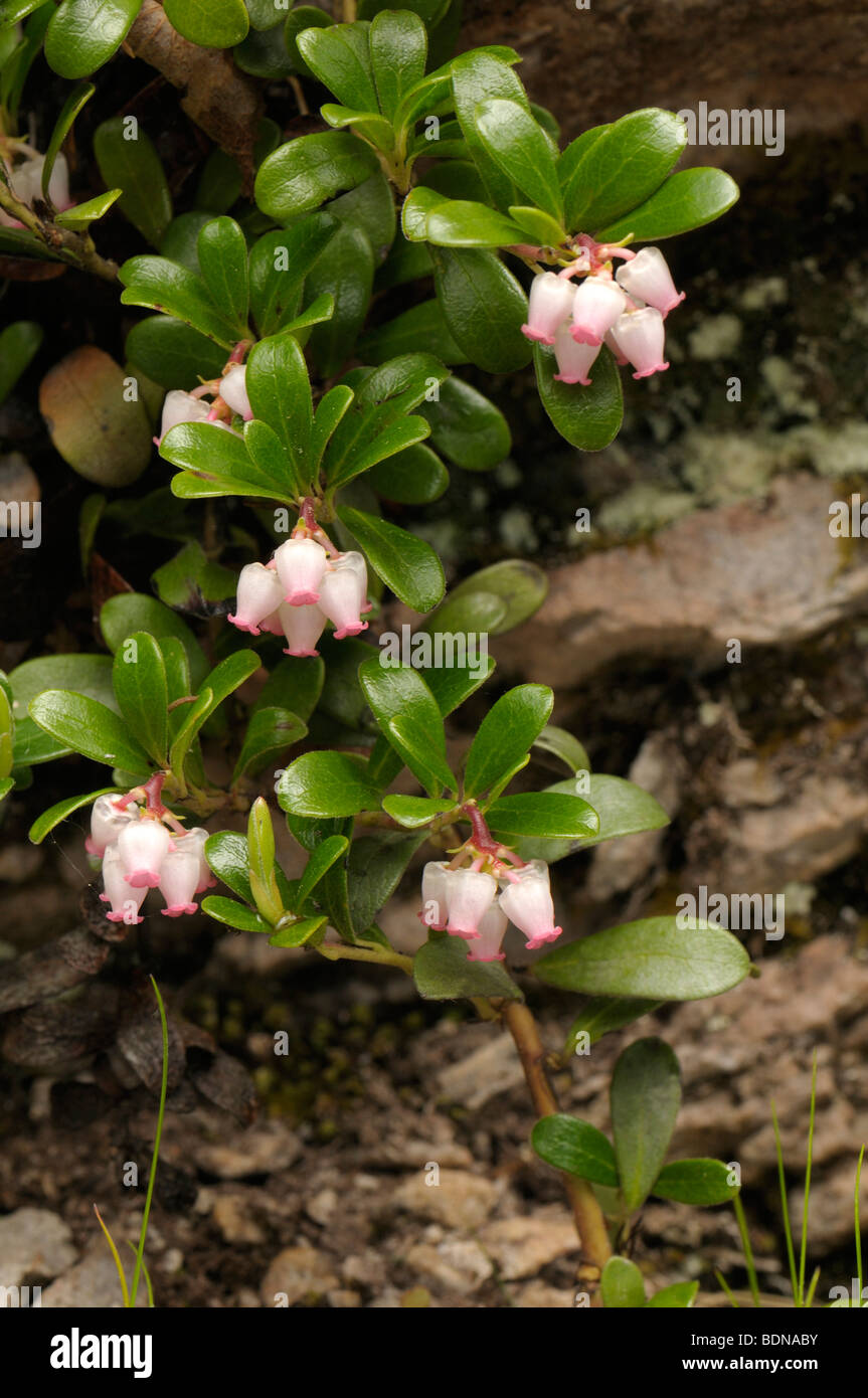 Common Bearberry, Mountain Cranberry (Arctostaphylos uva-ursi), flowering plant. Stock Photo