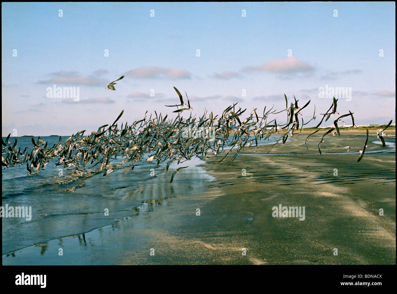 Birds flocking together on a beach Stock Photo Alamy