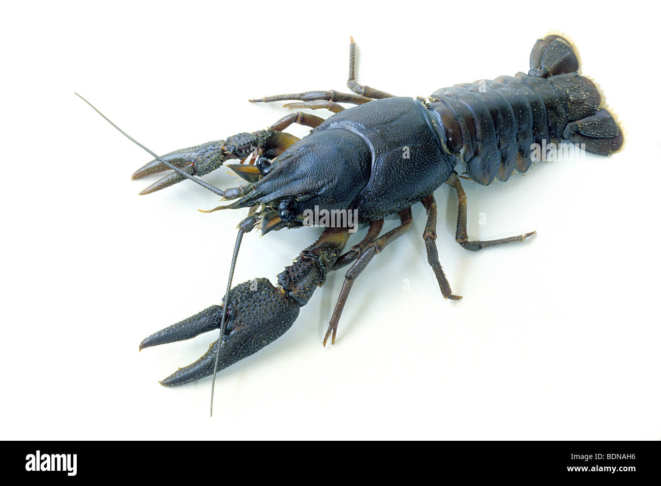 Noble Crayfish (Astacus astacus), studio picture. Stock Photo