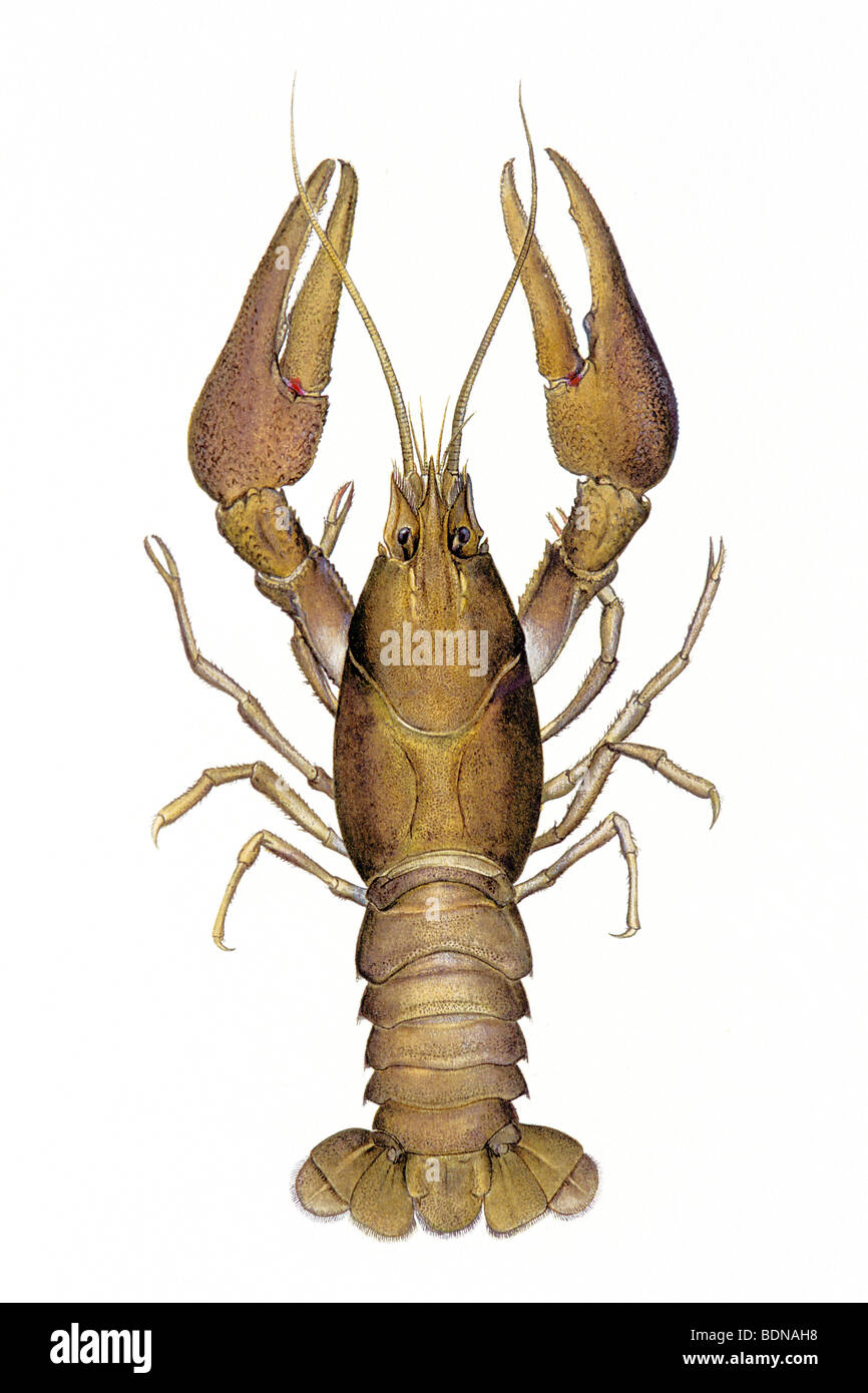 Noble Crayfish (Astacus astacus). Illustration of crayfish as seen from above. Stock Photo