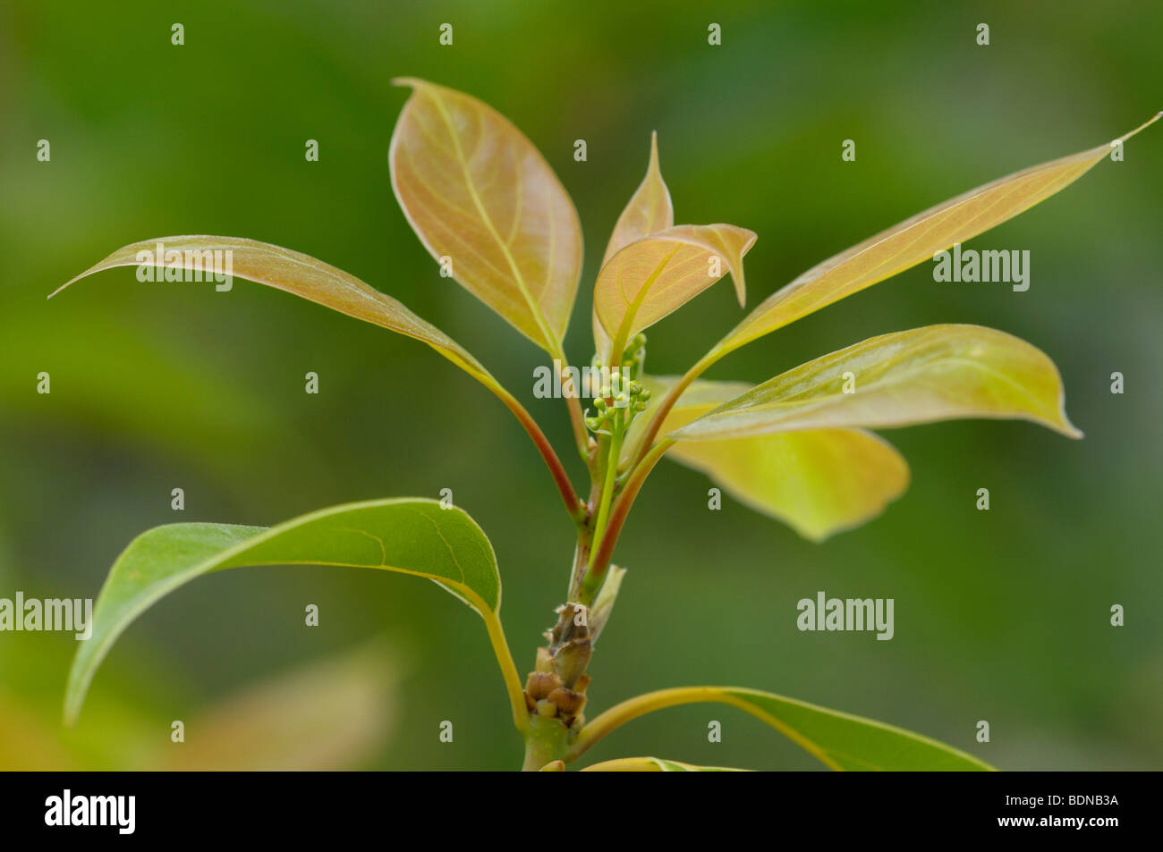 Camphor Tree (Cinnamomum camphora), twig with fresh leaves. Stock Photo