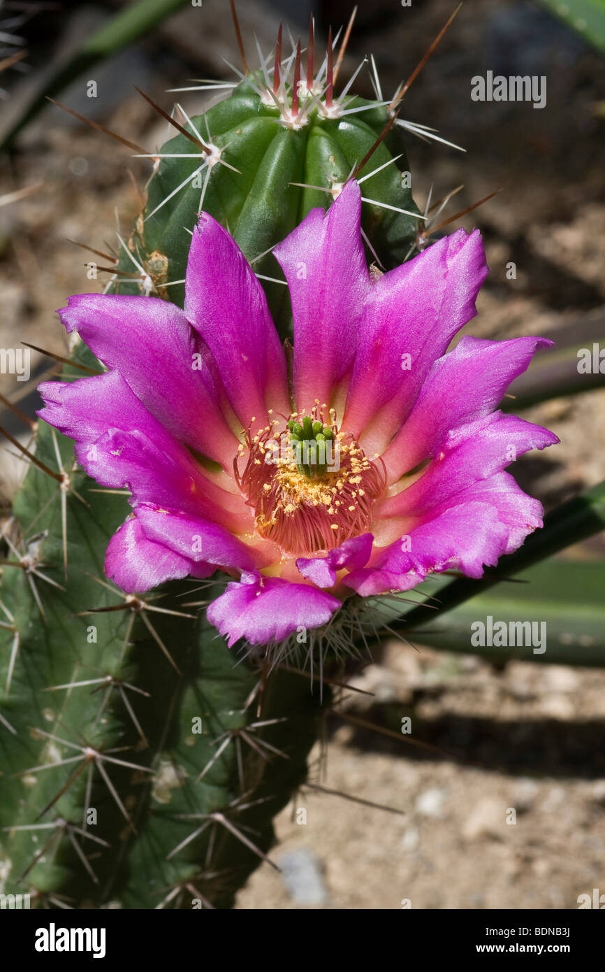 Cactus (Echinocereus enneacanthus), flowering Stock Photo