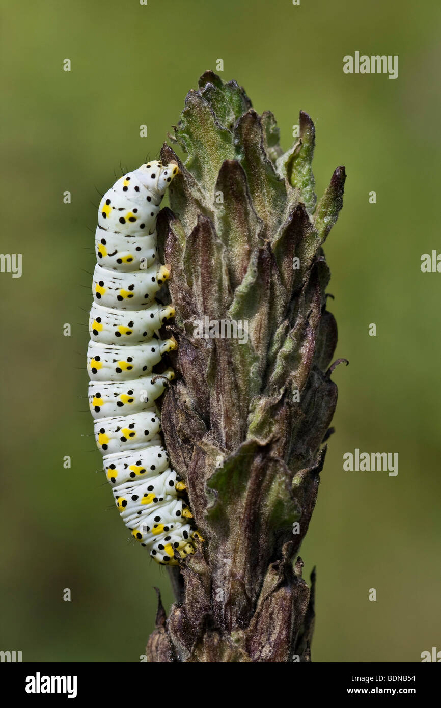 Mullein Moth (Cucullia verbasci, Shargacucullia verbasci) caterpillar Stock Photo