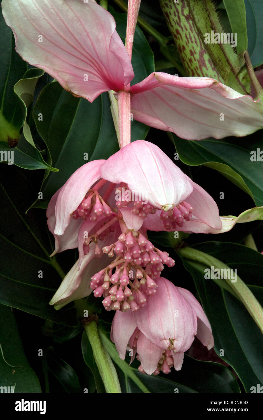 Medinilla Magnifica Melastomataceae, pink flowering plant London, UK Stock Photo