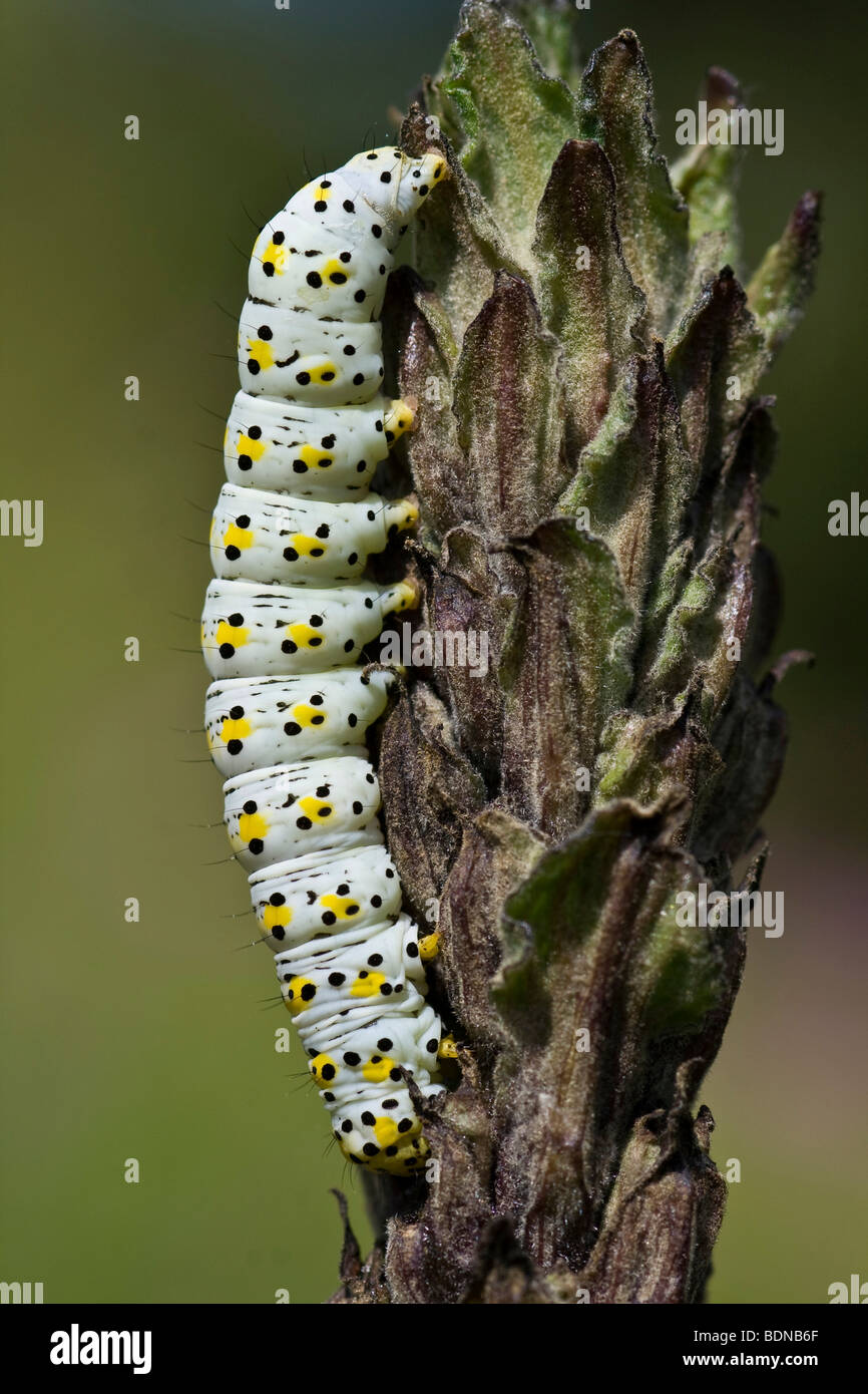 Mullein Moth (Cucullia verbasci, Shargacucullia verbasci) caterpillar Stock Photo