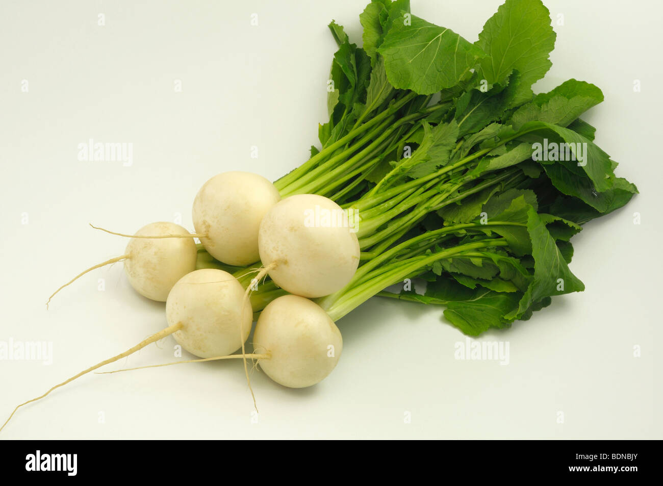 White Turnip Brassica Rapa Var Rapa Majalis Beets With Leaves Stock Photo Alamy