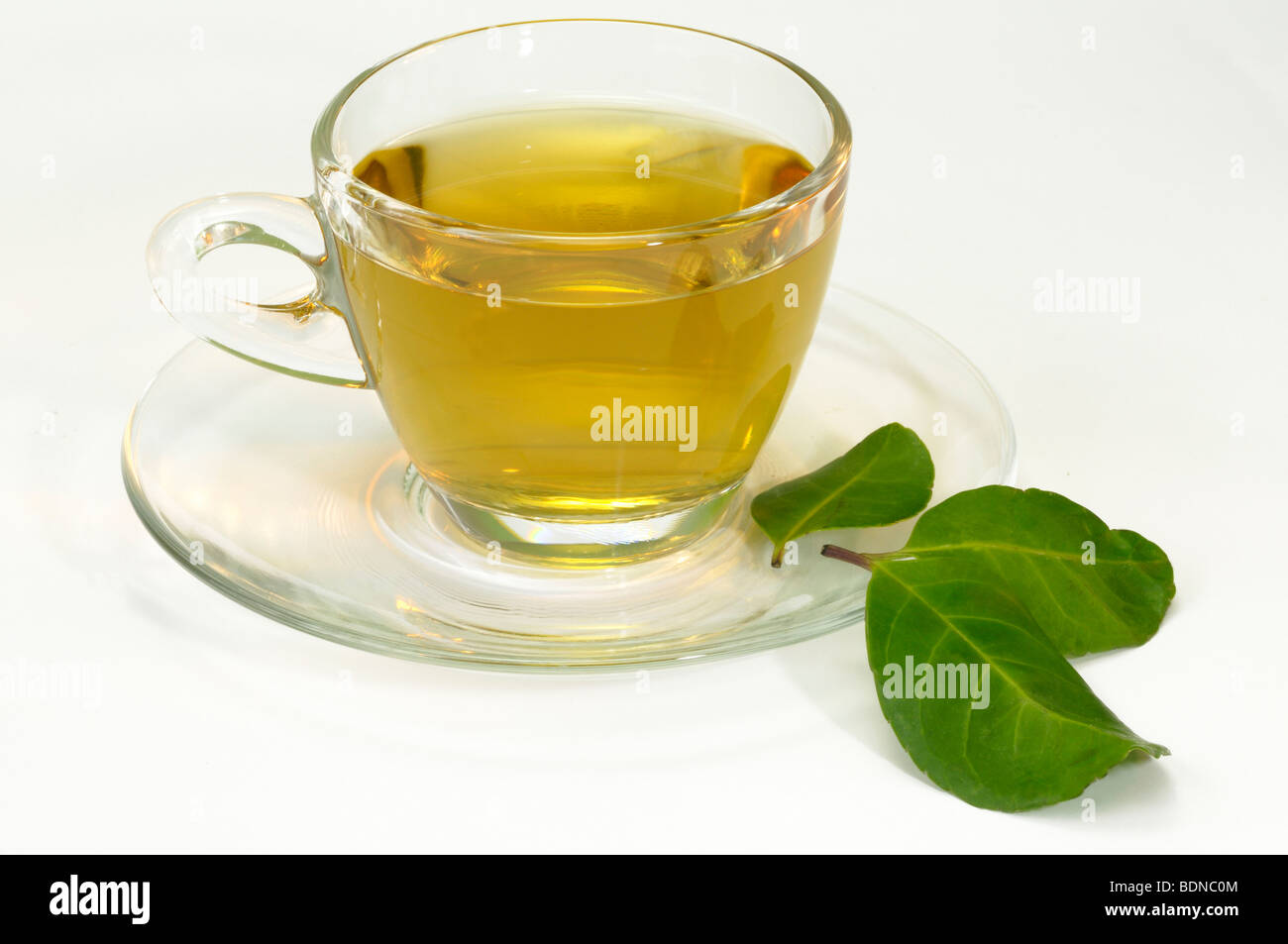 Mate, Paraguay Tea (Ilex paraguariensis). A cup of tea with three leaves, studio picture. Stock Photo