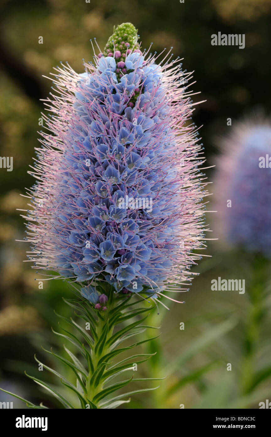 Echium (Echium nervosum), flowering. Endemic to Madeira. Stock Photo