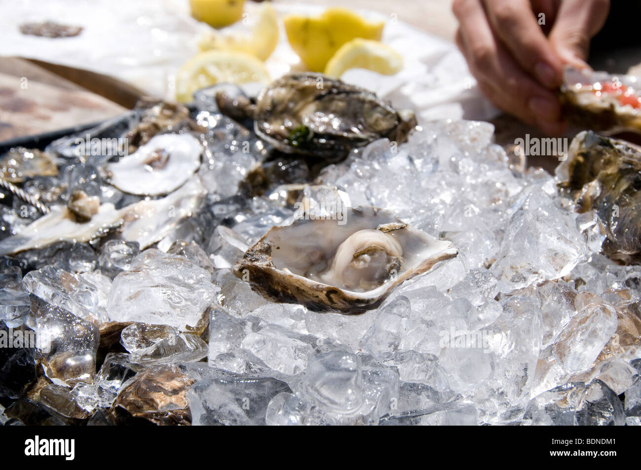 Oysters at Hog Island Oyster Farm, Tomales Bay, California Stock Photo