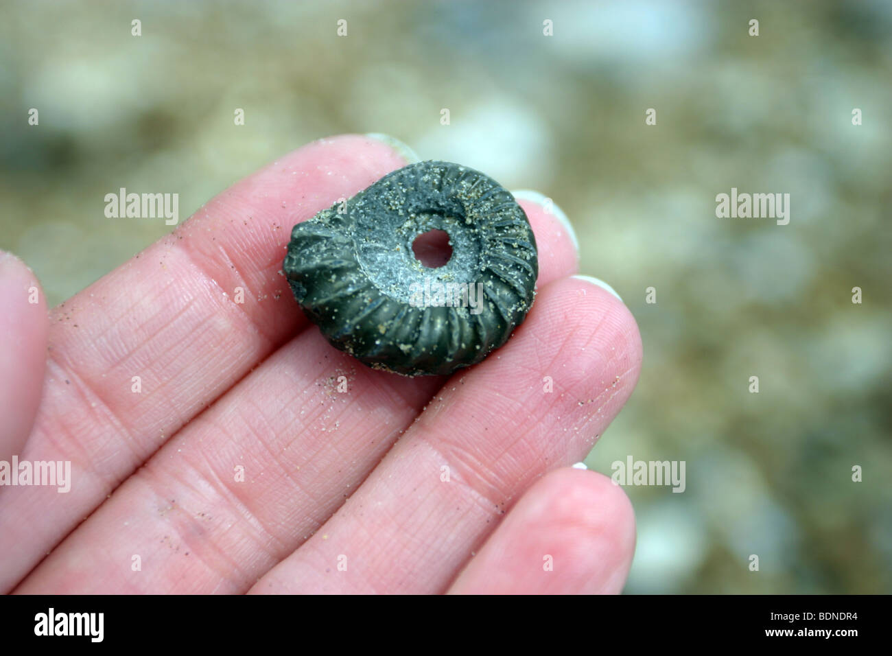 Ammonite Fossil, Charmouth Beach, Jurassic World Heritage Coast, Dorset