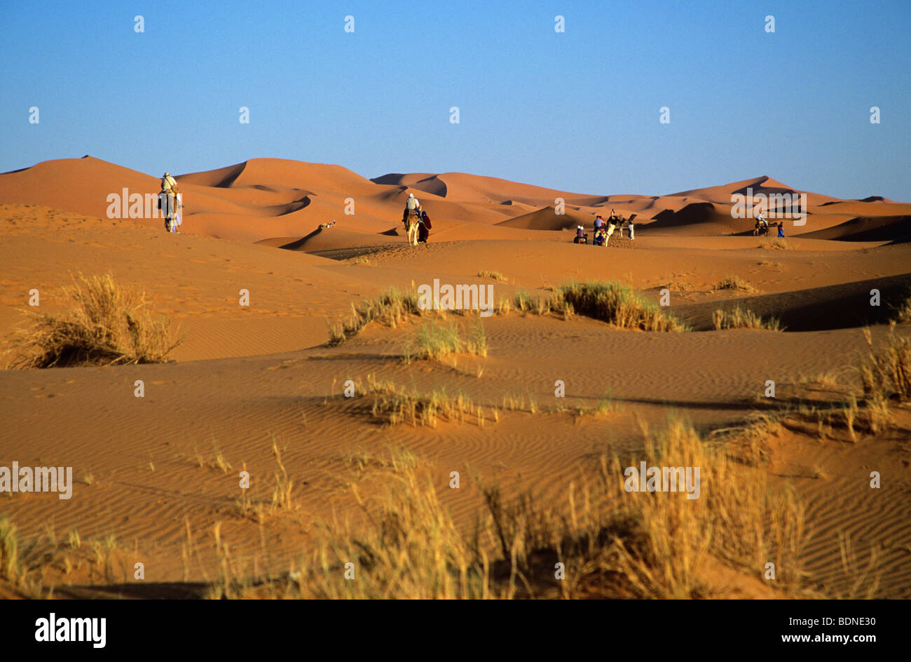 Shadows camels on dunes hi-res stock photography and images - Alamy