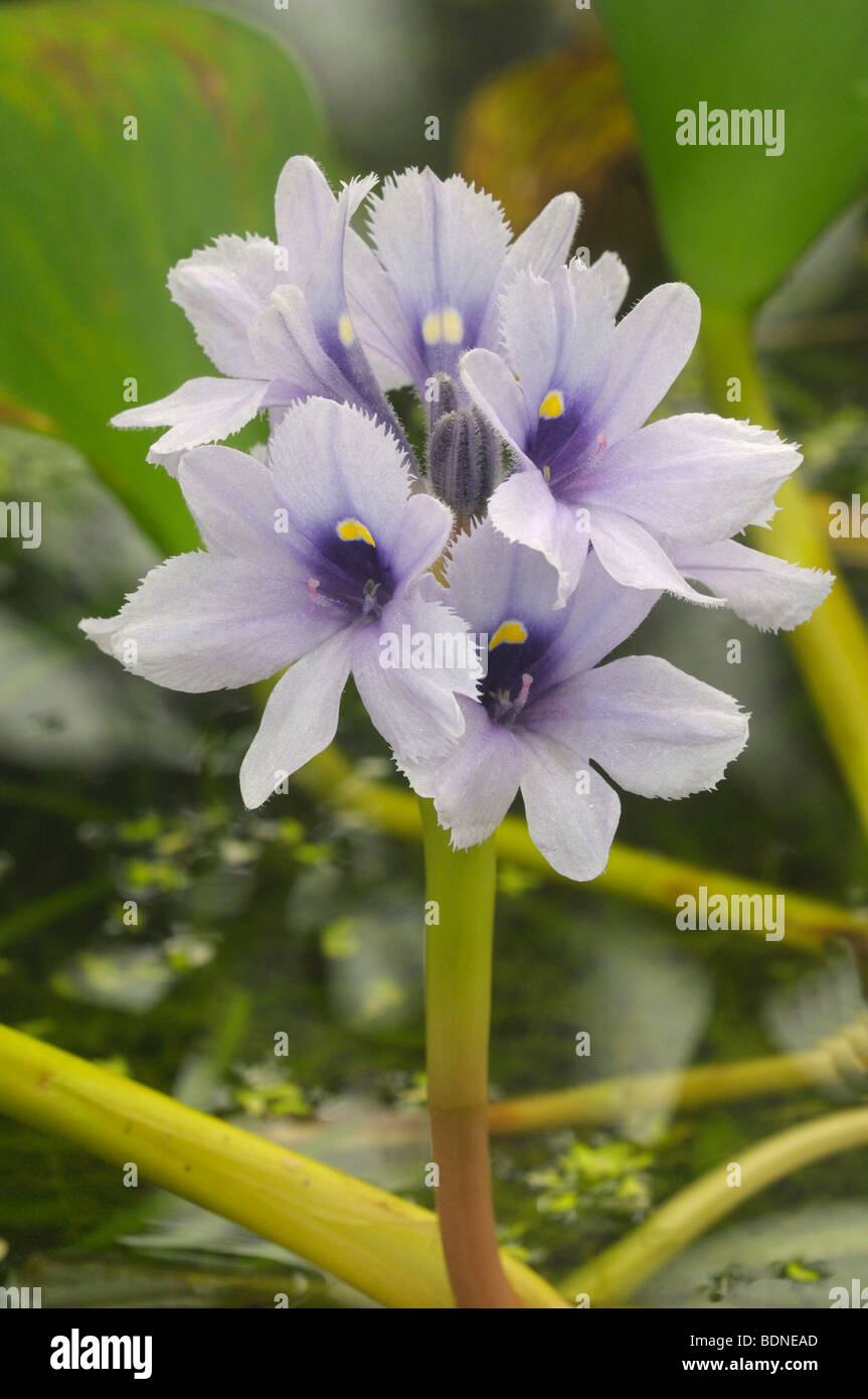 Common Water Hyazinth (Eichhornia crassipes), flowering. Stock Photo