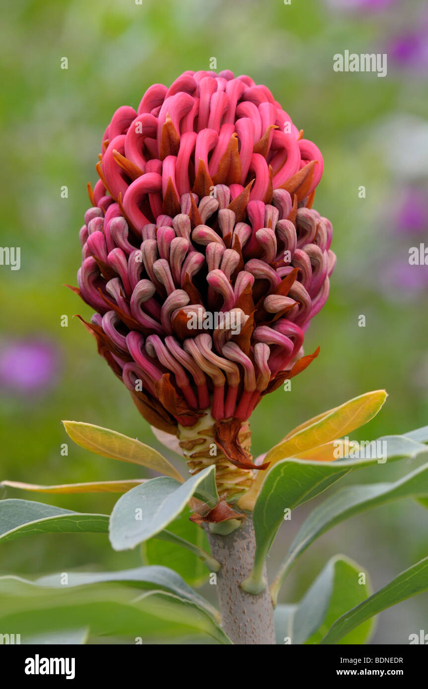 New South Wales Waratah (Telopea speciosissima), inflorescence Stock Photo