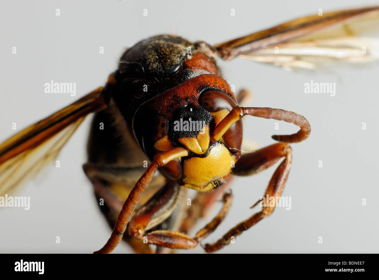 Yellow Jacket Wasp Stock Photo Alamy