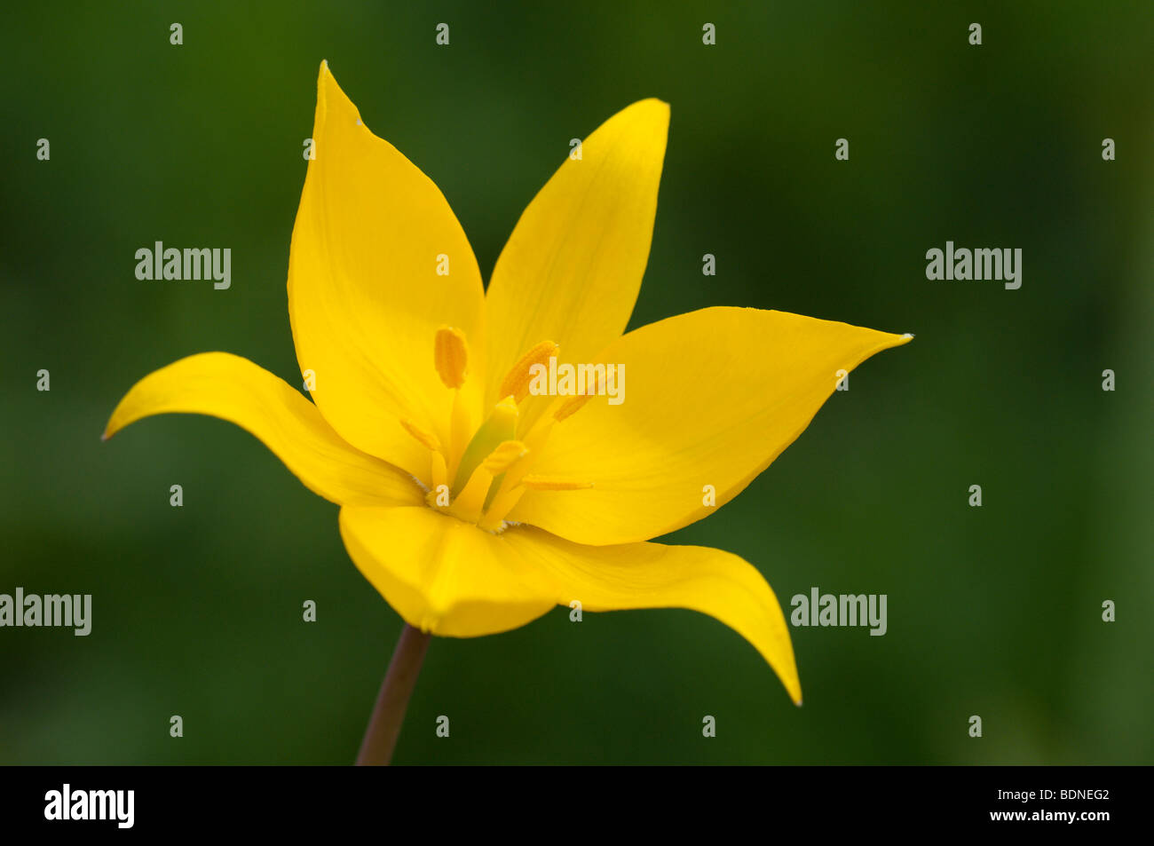 Wild Tulip (Tulipa sylvestris), flower. Stock Photo