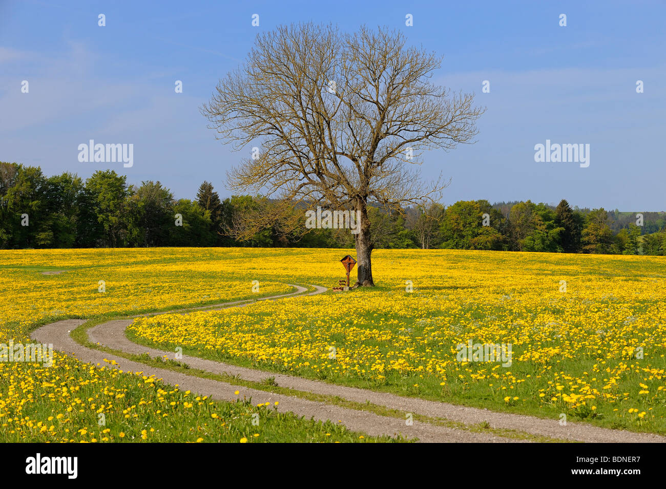 Spring meadow with tree, Aitrang, Ostallgaeu, Bavaria, Germany, Europe Stock Photo