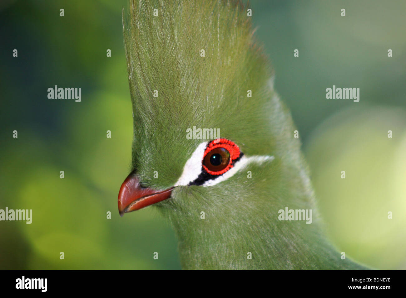Head shot of a Kynsna Lourie (Tauraco corythaix), Kynsna, Western Cape Province, South Africa Stock Photo