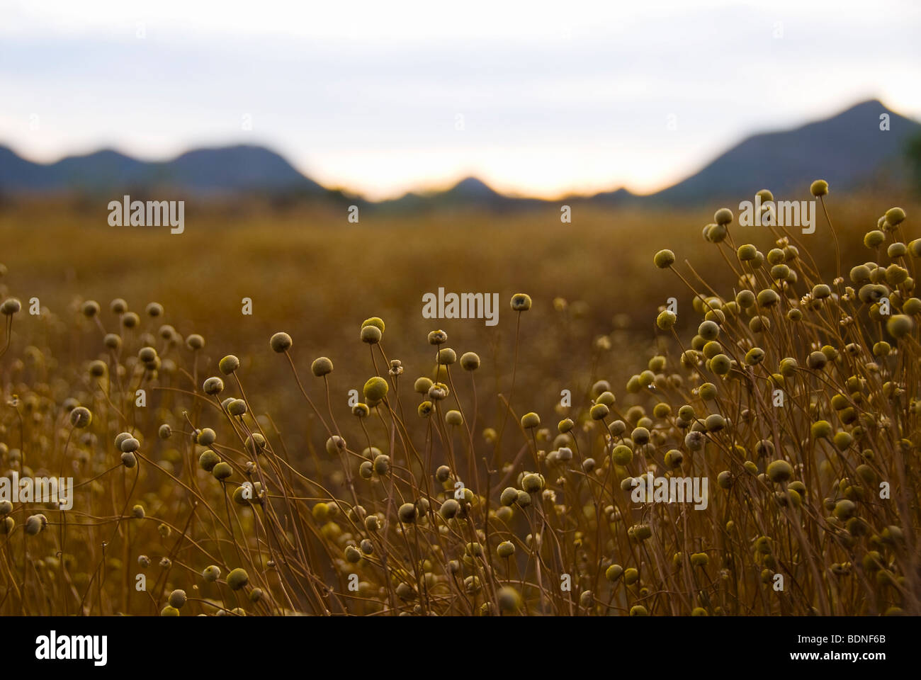 Field of karoo flowers with blurred mountains in background, Gecko Rock