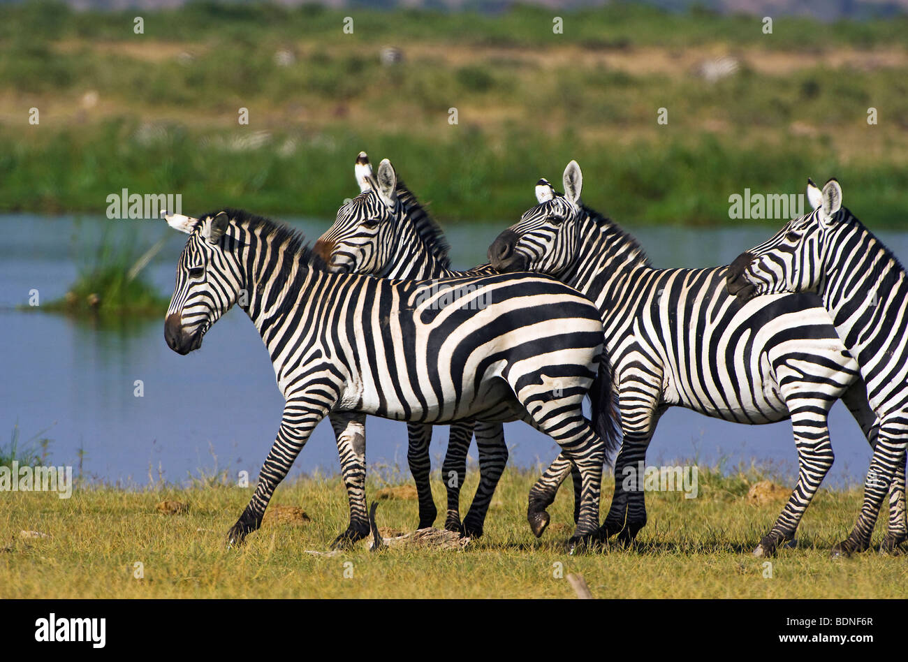 Plains Zebras (Equus Quagga) socializing, Amboseli National Park, Kenya Stock Photo