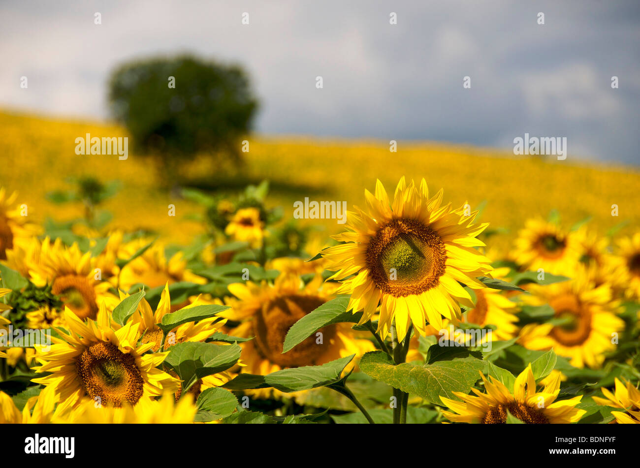 Field of sunflowers in the South of France Stock Photo