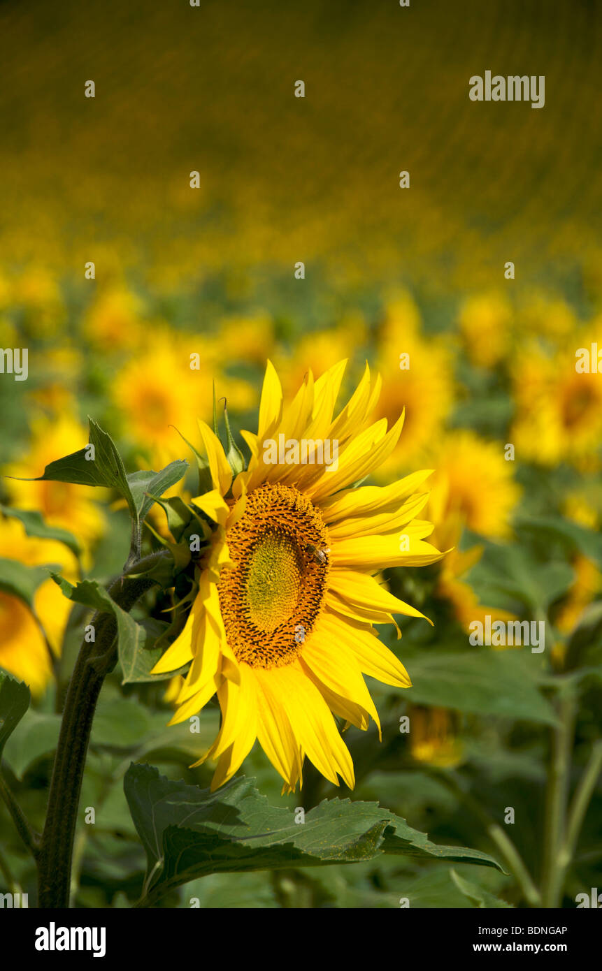 Field of sunflowers Stock Photo - Alamy