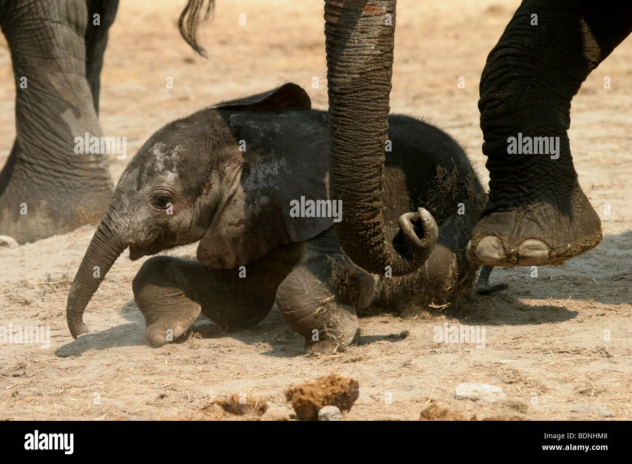 African elephant calf being pushed up by its mum Stock Photo