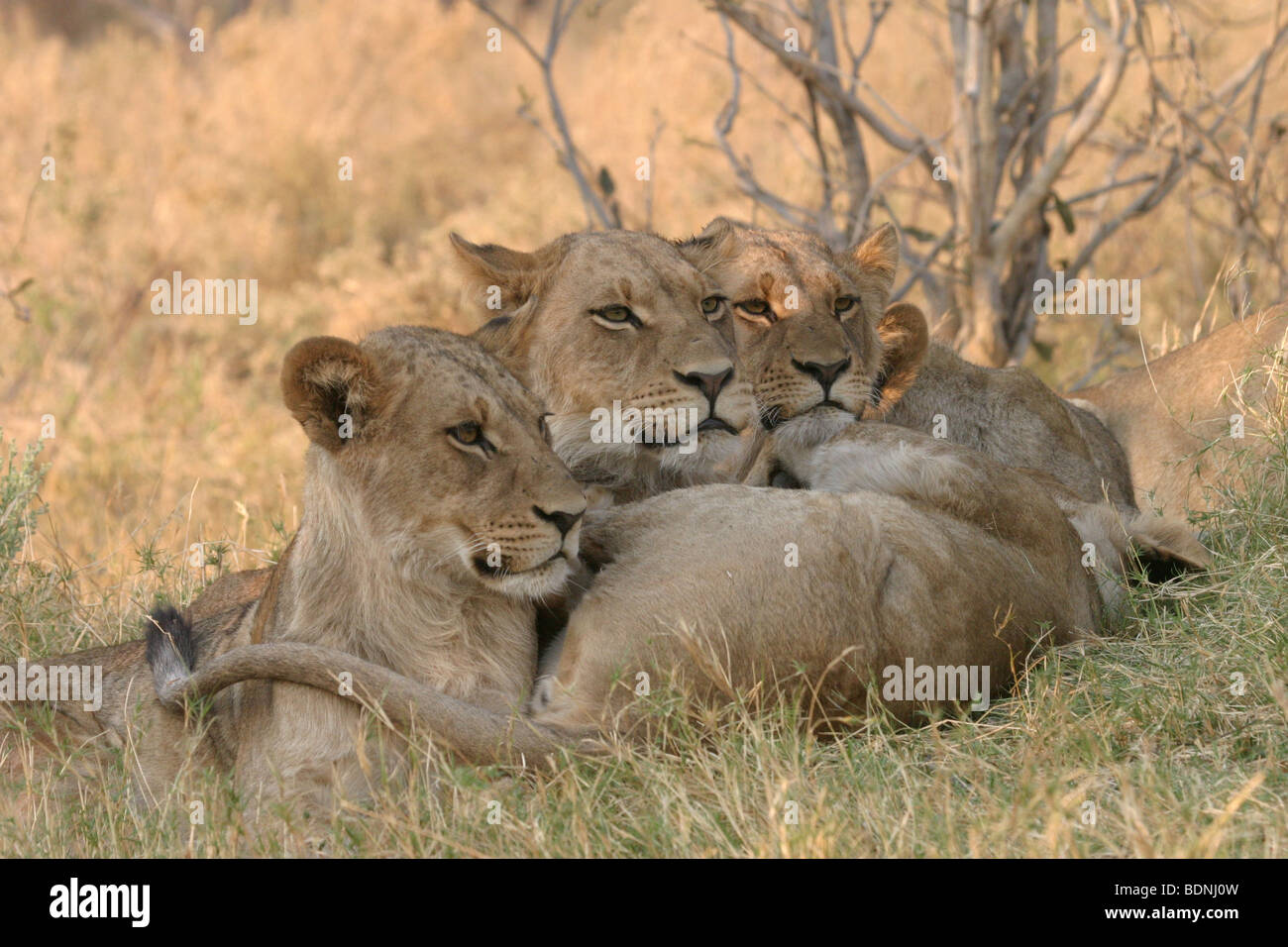 Watchful pride of lionesses relaxing during the heat of the day in ...