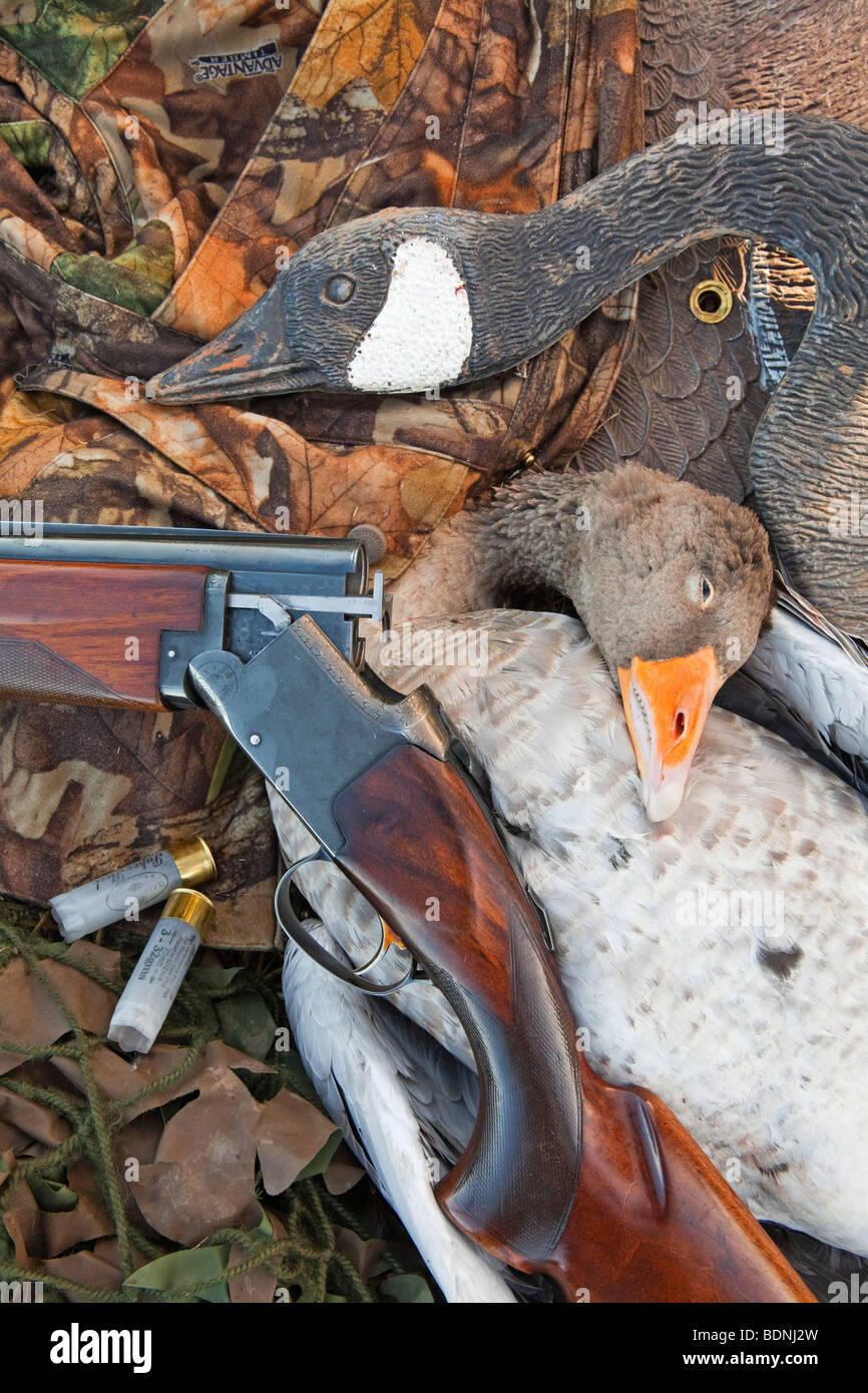A Greylag Goose photographed with a goose decoy and a shotgun Stock Photo