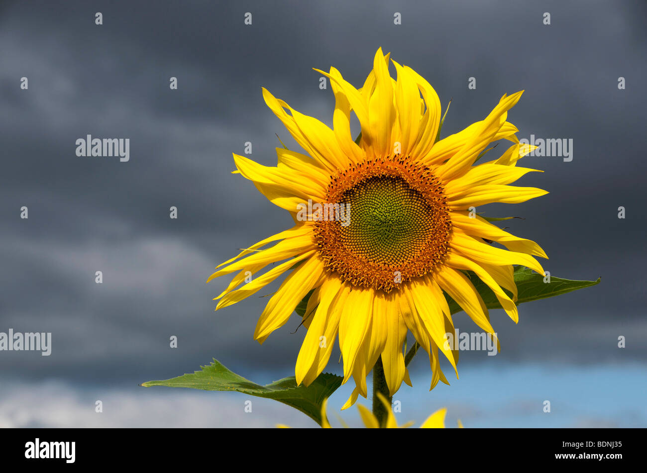 Sunflower (Helianthus annuus) Stock Photo
