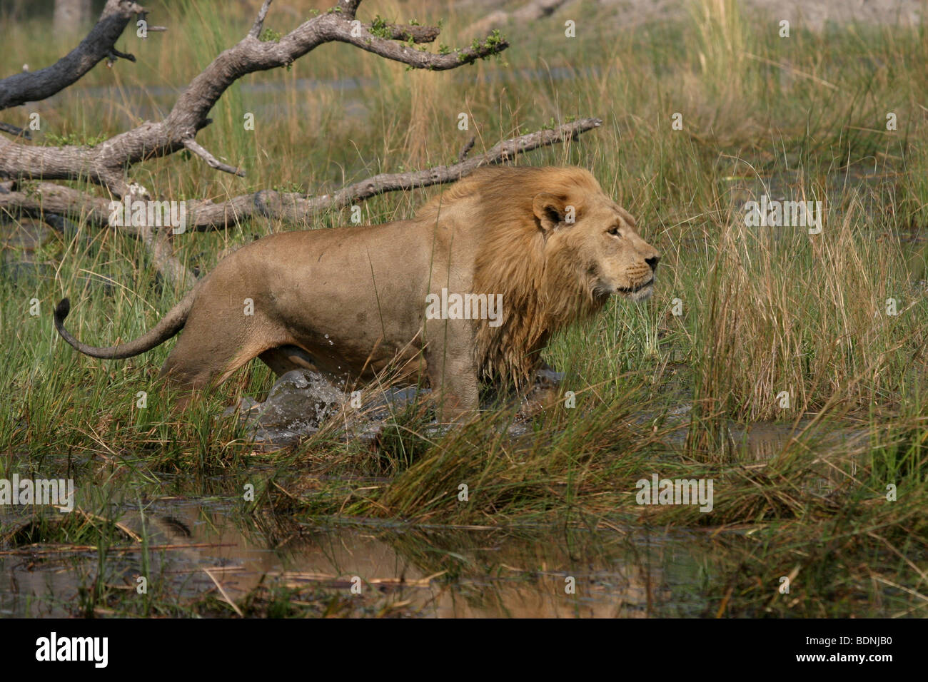 African male lion wading across water channel in Botswana. Stock Photo