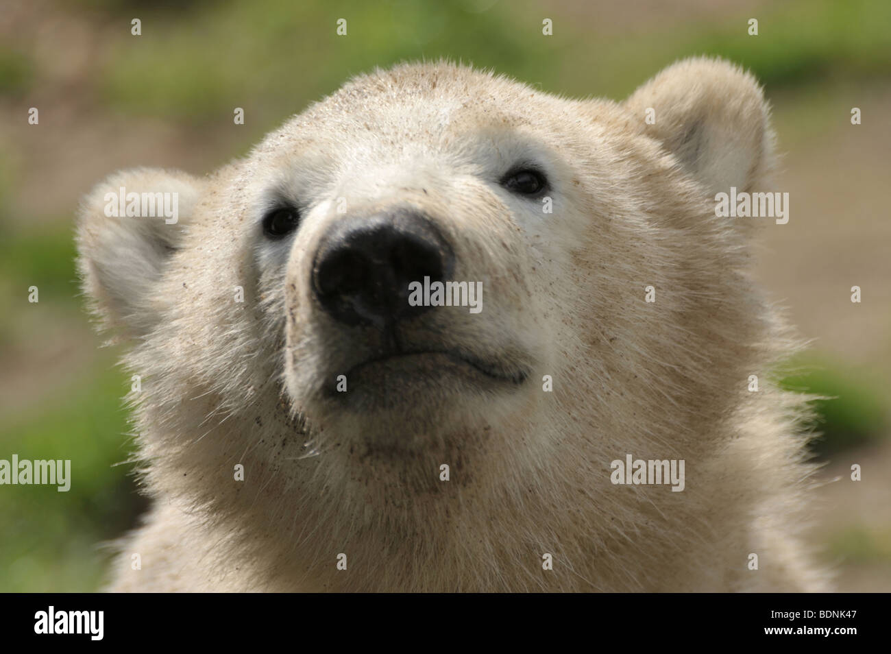 portrait of a cute polar bear cub Stock Photo
