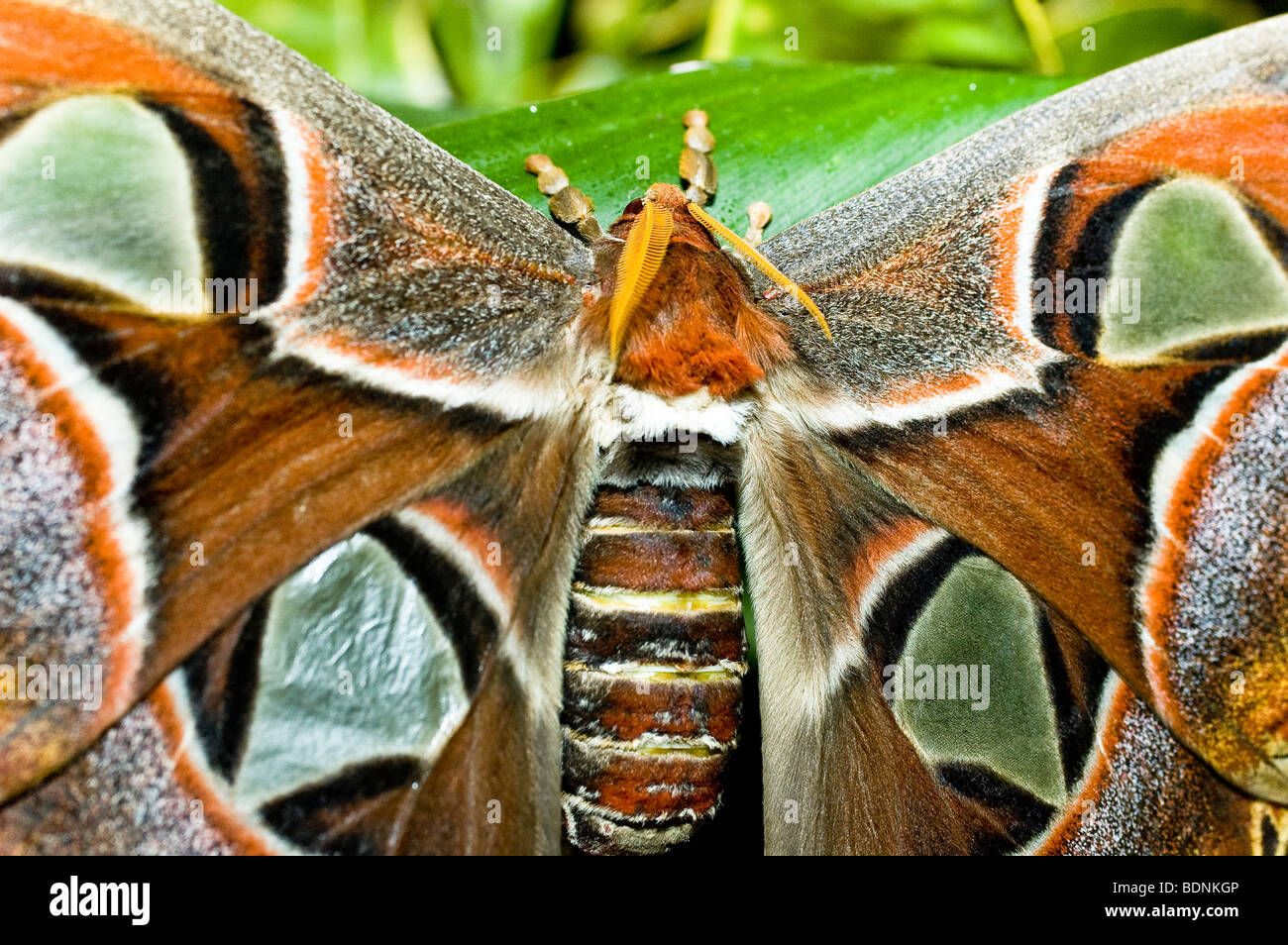 Atlas moth - close-up of the largest moth in the world Stock Photo