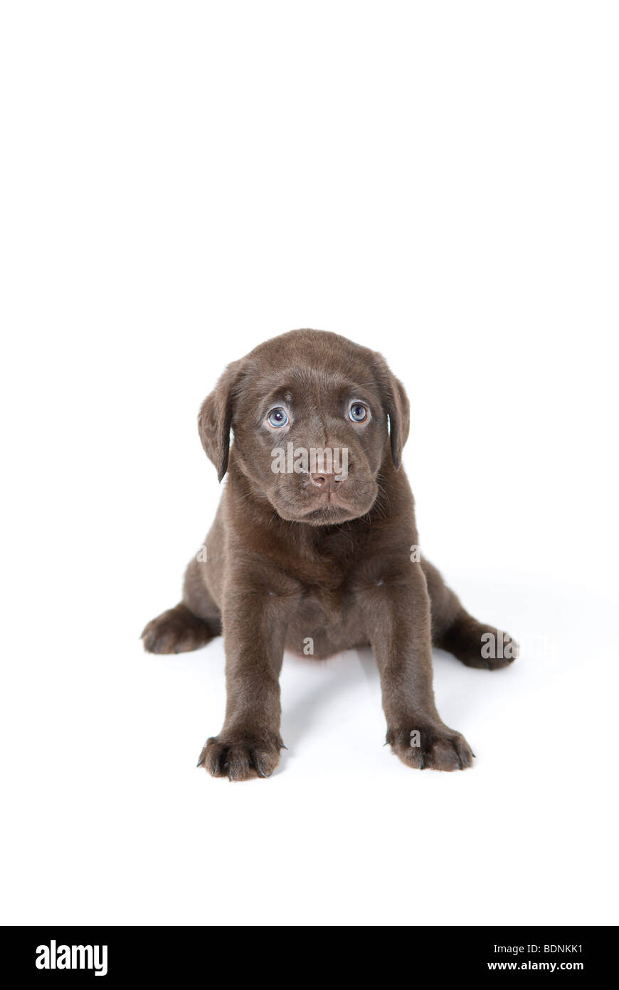 Five week old chocolate Labrador puppy Stock Photo