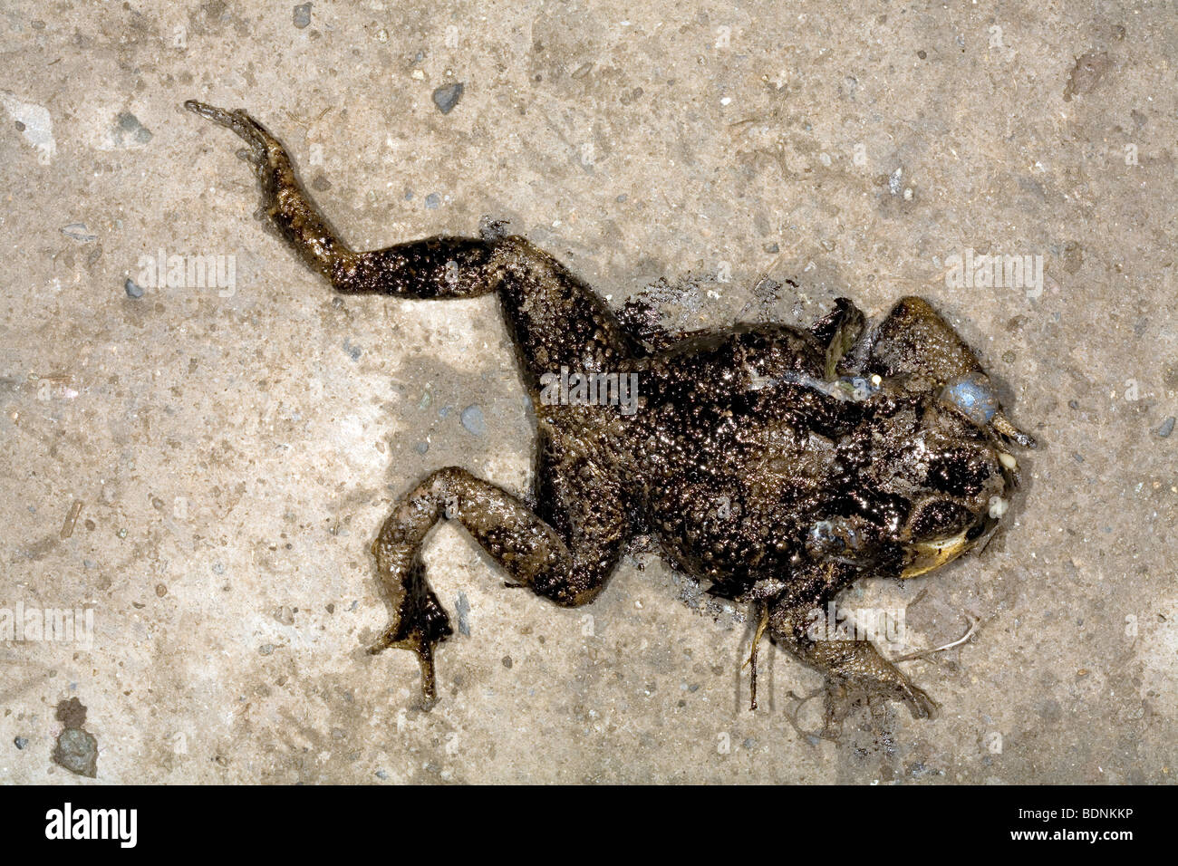 Cane toad (Rhinella marina) covered in crude oil and run over on a road Stock Photo