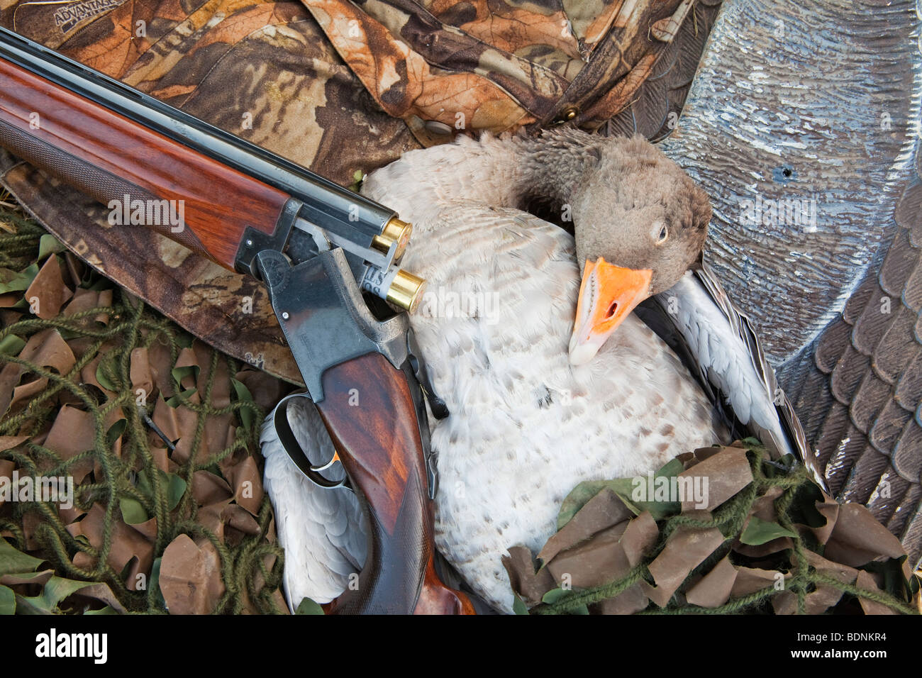 A Greylag Goose photographed with a goose decoy and a shotgun Stock Photo