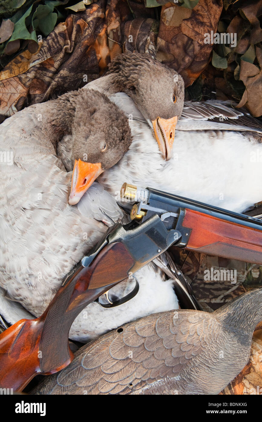 Two Greylag Geese photographed with a shotgun and camouflage Stock Photo