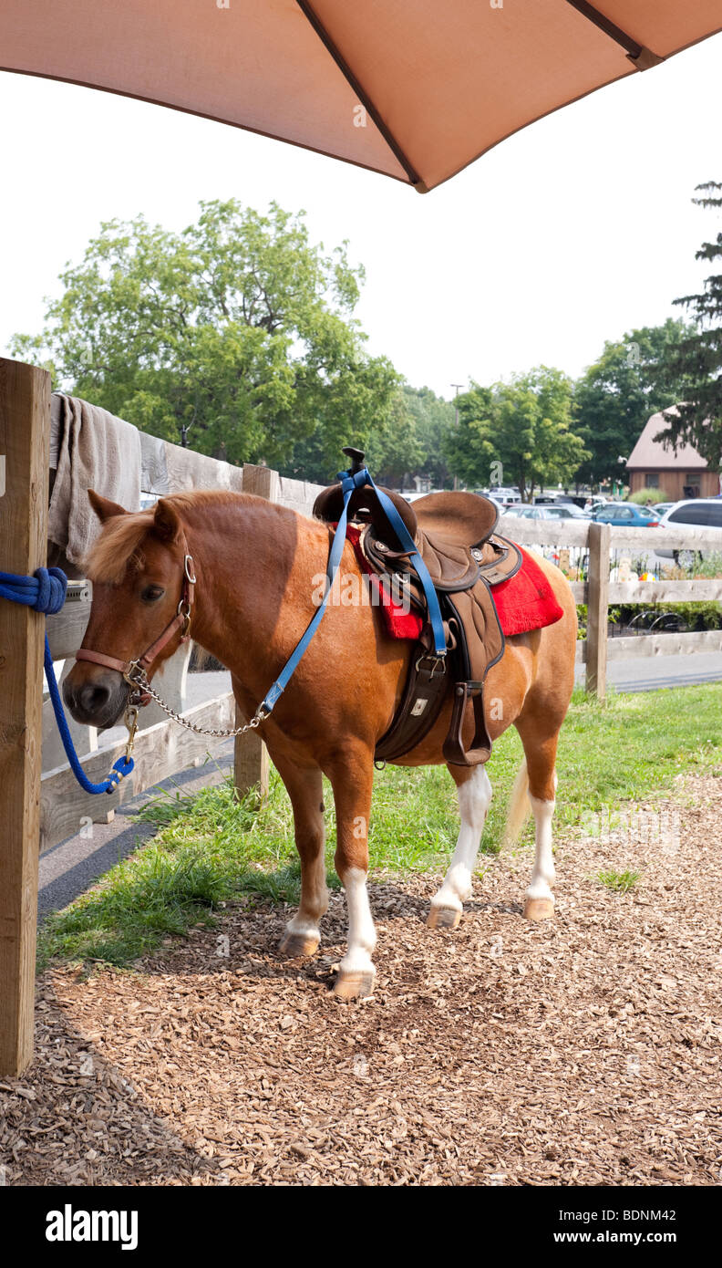 Pony horse with saddle on Stock Photo Alamy
