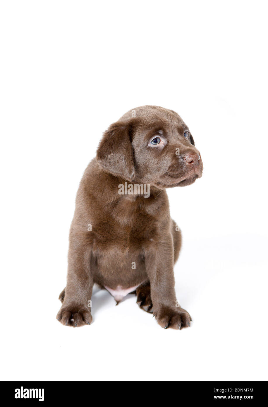 Five week old chocolate Labrador puppy Stock Photo