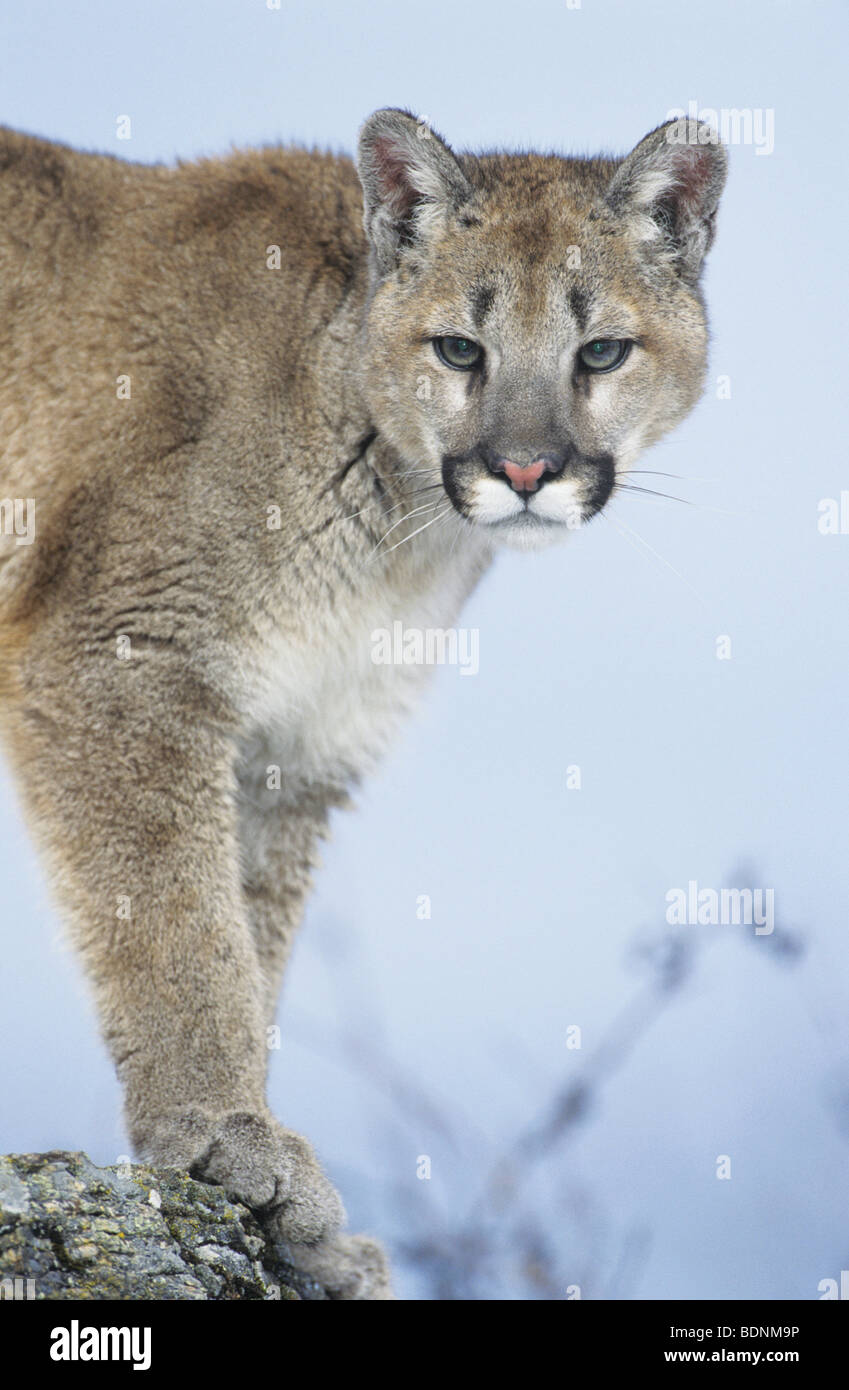 Mountain Lion standing on rock Stock Photo