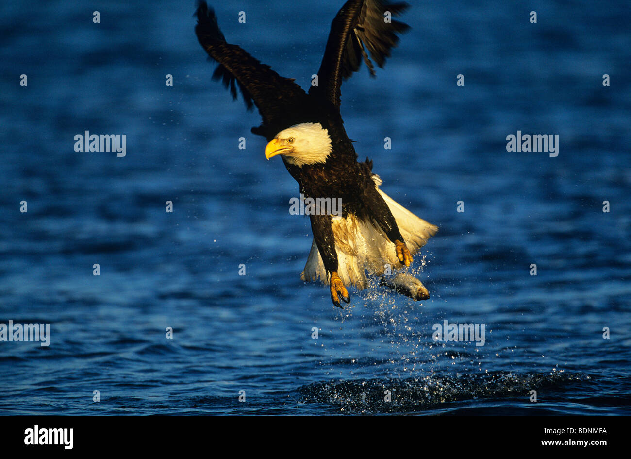 Bald Eagle catching fish in river Stock Photo Alamy