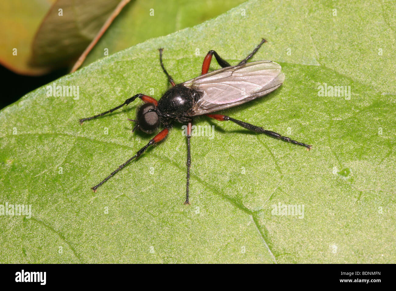 A St Mark's fly (Bibio pomonae : Bibionidae) male, UK. Stock Photo