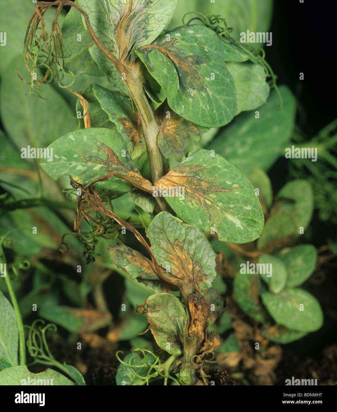 Bacterial blight (Pseudomonas syringae) symptoms on pea stem & leaves Stock Photo